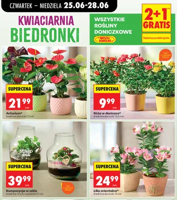 Róża w doniczce promocja w Biedronka