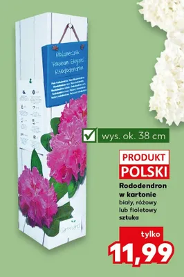 Rododendron w kartonie  promocja w Kaufland