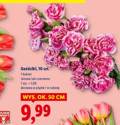 Goździki różowe lub czerwone 10szt. promocja w Lidl
