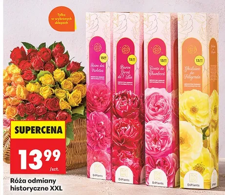 Róża odmiany historyczne XXL promocja w Biedronka