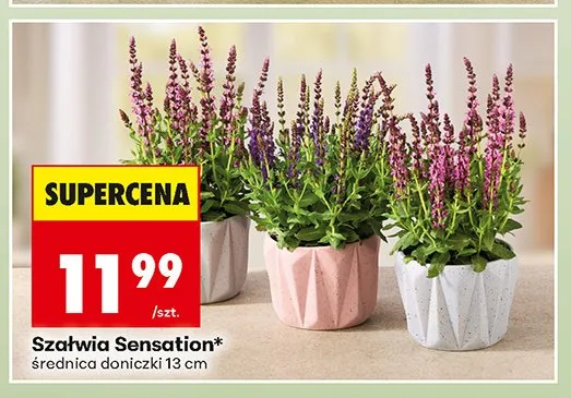 Szałwia Sensation promocja w Biedronka