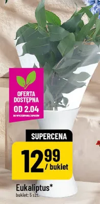 Eukaliptus promocja w POLOmarket