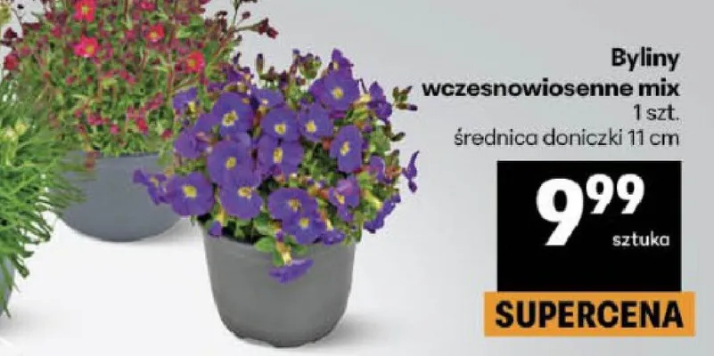 Byliny wczesnowiosenne mix promocja w Delikatesy Centrum