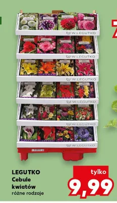Legutko cebule kwiatów różne rodzaje promocja w Kaufland