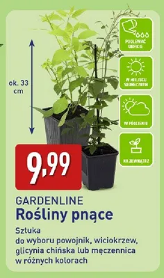 Rośliny pnące promocja w Aldi