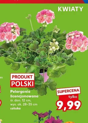 Pelargonia licencjonowana śr. don. 12cm wys. ok. 28-35cm promocja w Kaufland