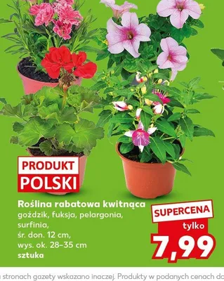Roślina rabatowa kwitnąca surfinia śr. don. 12cm wys. ok. 28-35cm promocja w Kaufland
