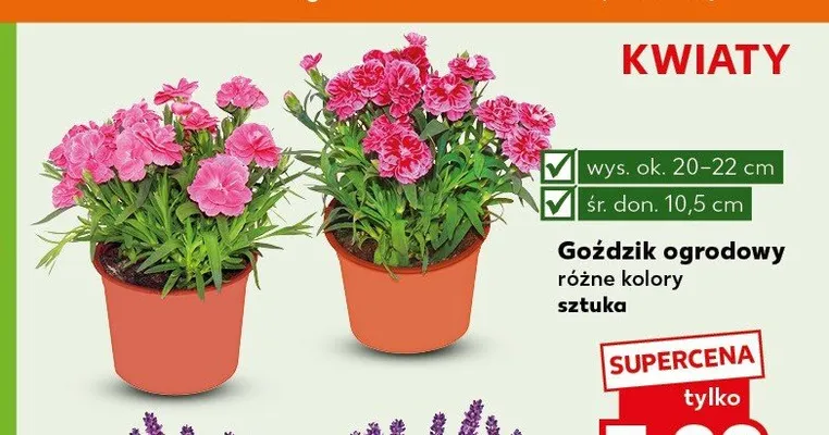 Goździk ogrodowy promocja w Kaufland