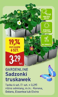 Sadzonki truskawek promocja w Aldi