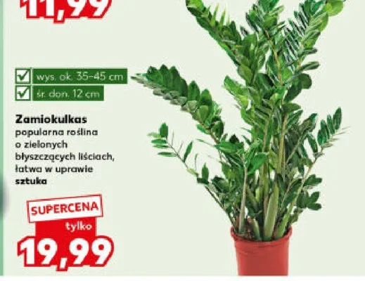 Zamiokulkas popularna roślina o zielonych, błyszczących liściach, łatwa w uprawie promocja w Kaufland