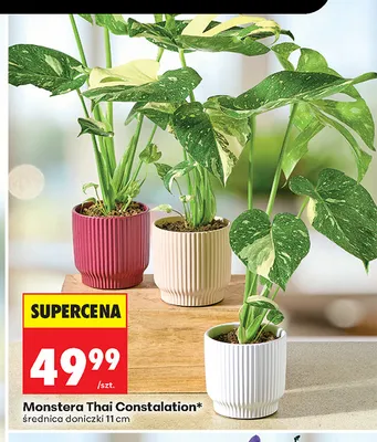 Monstera Thai Constellation promocja w Biedronka