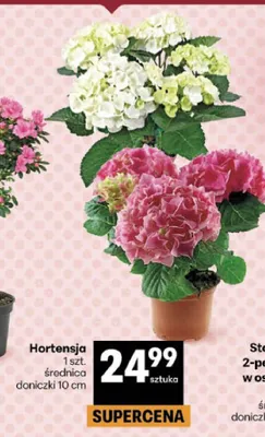 Hortensja średnica doniczki 10cm promocja w Delikatesy Centrum