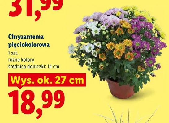 Chryzantema pięciokolorowa promocja w Lidl