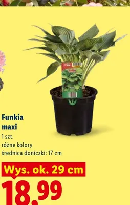 Funkia maxi promocja w Lidl