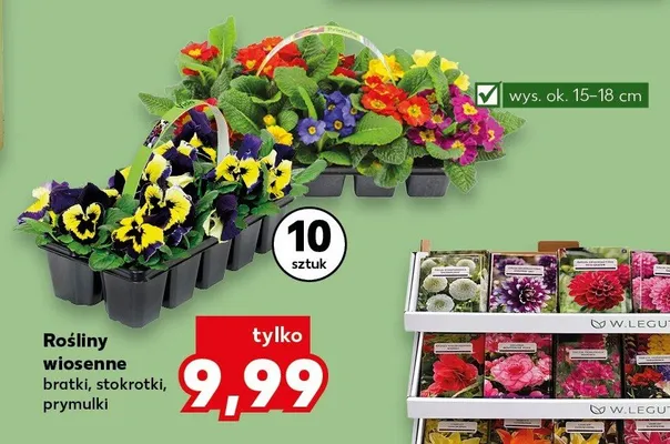 Rośliny wiosenne bratki, stokrotki, prymulki promocja w Kaufland