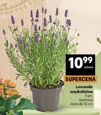 Lawenda wąskolistna średnica doniczki 12cm promocja w Delikatesy Centrum