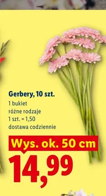 Gerbery promocja w Lidl