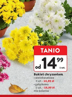 Bukiet chryzantem wielokwiatowa promocja w Intermarche