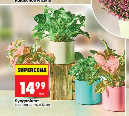 Syngonium promocja w Biedronka
