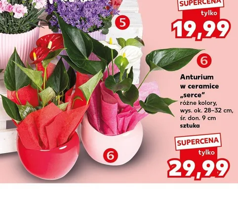 Anturium w ceramice serce wys. ok. 28-32cm śr. don. 9cm promocja w Kaufland