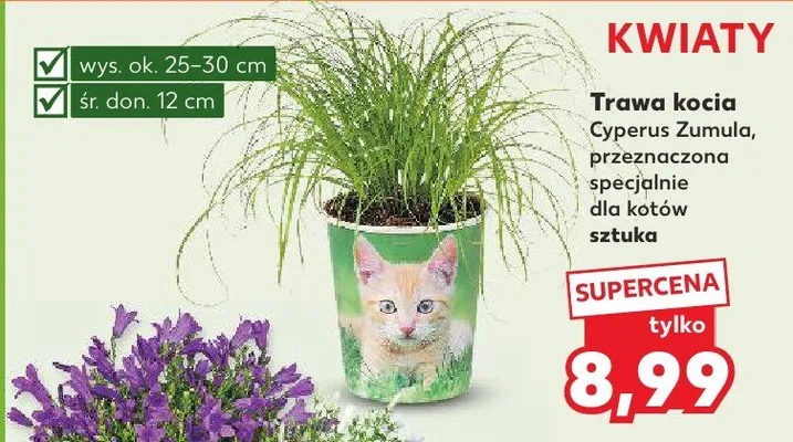 Dzwonek biały lub fioletowy sztuka promocja w Kaufland