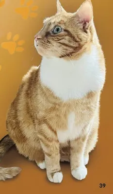 Gazetka, strona 38 promocja w Delikatesy Centrum