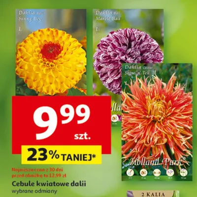 Cebule kwiatowe dalii promocja w Auchan