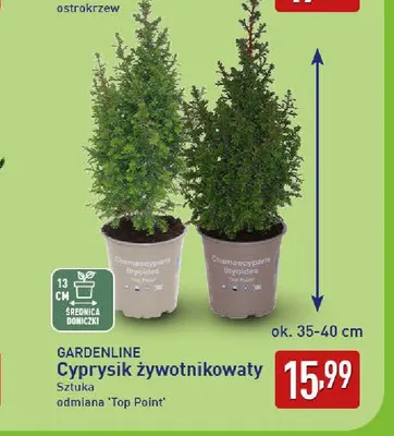 Cyprysik żywotnikowaty odmiana Top Point Gardenline promocja w Aldi