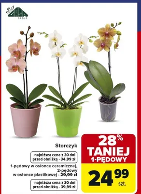 Storczyk 1-pędowy w osłonce ceramicznej, 2-pędowy w osłonce plastikowej promocja w Carrefour Market