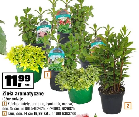 Zioła aromatyczne Laur don. 14cm promocja w OBI