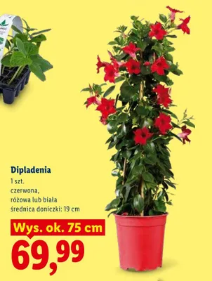 Dipladenia czerwona promocja w Lidl
