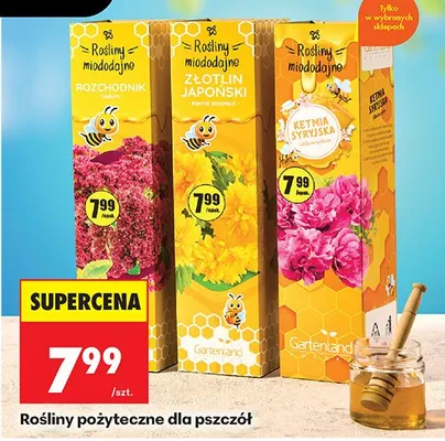 Rośliny pożyteczne dla pszczół Rozchodnik promocja w Biedronka