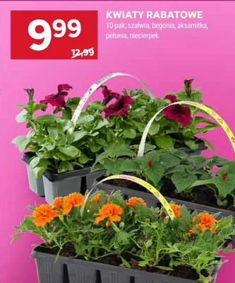 Kwiaty rabatowe promocja w Stokrotka