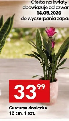 Curcuma doniczka 12cm promocja w Twój Market