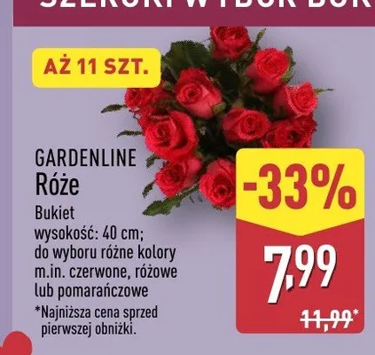 Róże promocja w Aldi