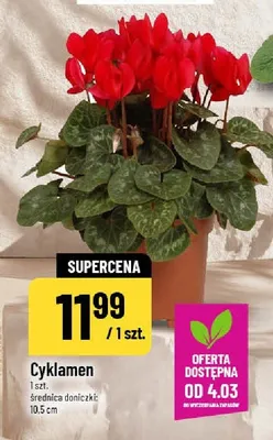 Cyklamen promocja w POLOmarket