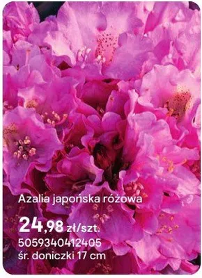 Azalia japońska różowa promocja w Castorama