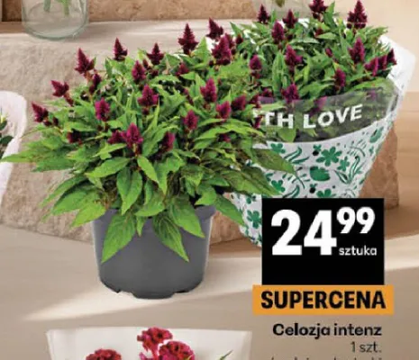 Celozja intenz promocja w Delikatesy Centrum