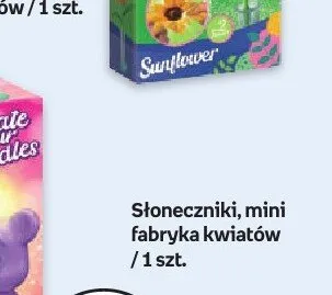 Słoneczniki mini fabryka kwiatów promocja w Empik