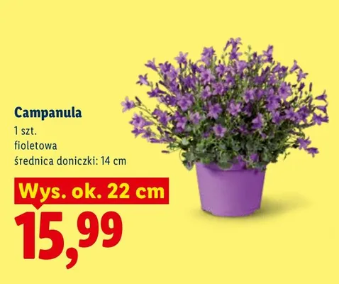 Campanula fioletowa promocja w Lidl