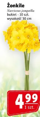 Żonkile promocja w Prim Market