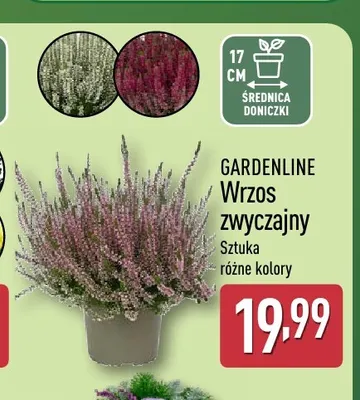 Wrzos zwyczajny Gardenline promocja w Aldi