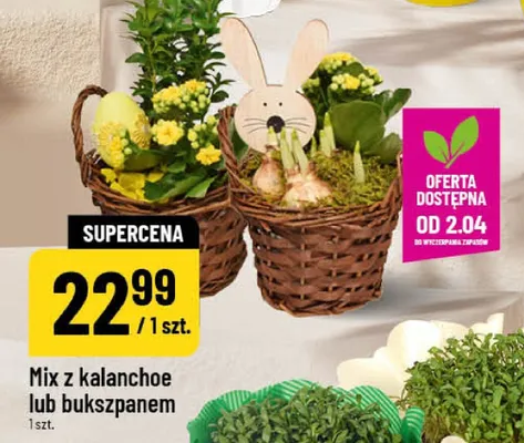 Mix z kalanchoe lub bukszpanem promocja w POLOmarket