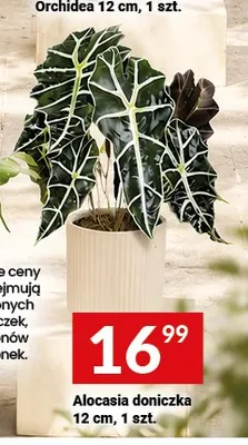 Alocasia doniczkowa promocja w Twój Market