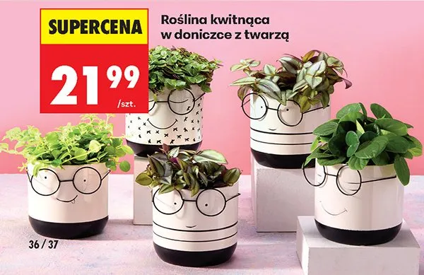 Roślina kwitnąca w doniczce z twarzą promocja w Biedronka