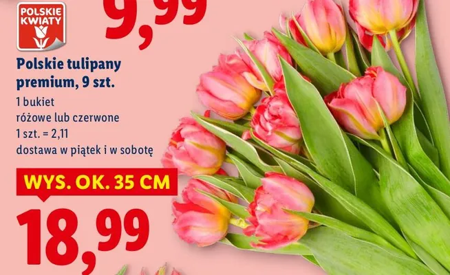 Polskie tulipany premium różowe lub czerwone 9szt. promocja w Lidl