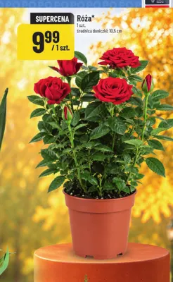 Róża średnica doniczki 10,5 cm promocja w POLOmarket