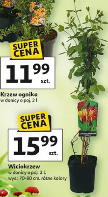 Krzew ognika promocja w Auchan