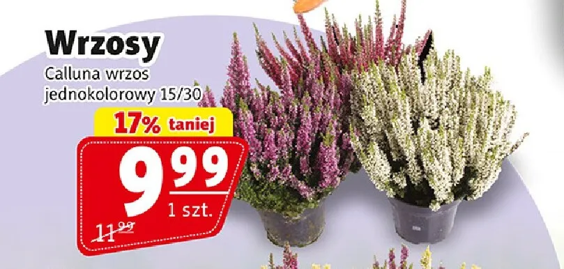 Wrzosy Calluna wrzos jednokolorowy promocja w Prim Market