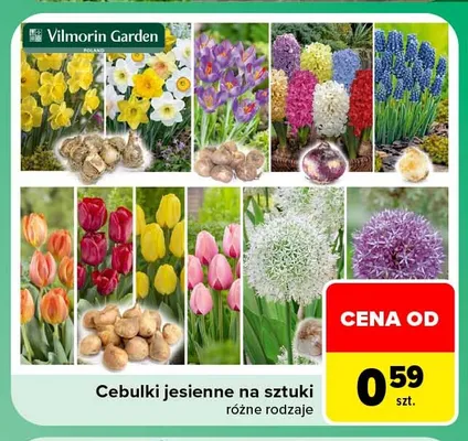 Cebulki jesienne na sztuki Vilmorin Garden promocja w Carrefour